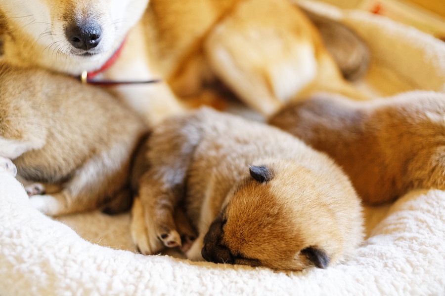 愛犬の子供がほしいと思う前に考えてほしい事