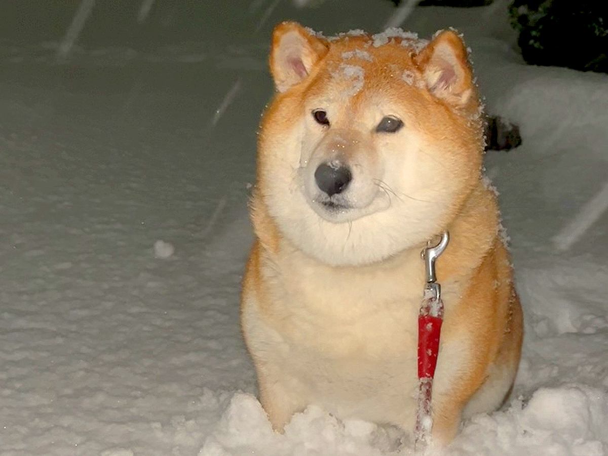 大雪が降る中、犬の散歩に出かけた結果…絶望的すぎる『帰りたくない病を発症する光景』が37万再生「お察しします…ｗ」「開き直りで草」 