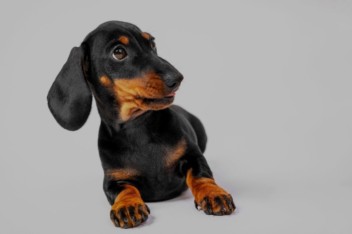 犬が『パニック状態になった時』絶対してはいけない行動３つ！飼い主の冷静さが鍵に