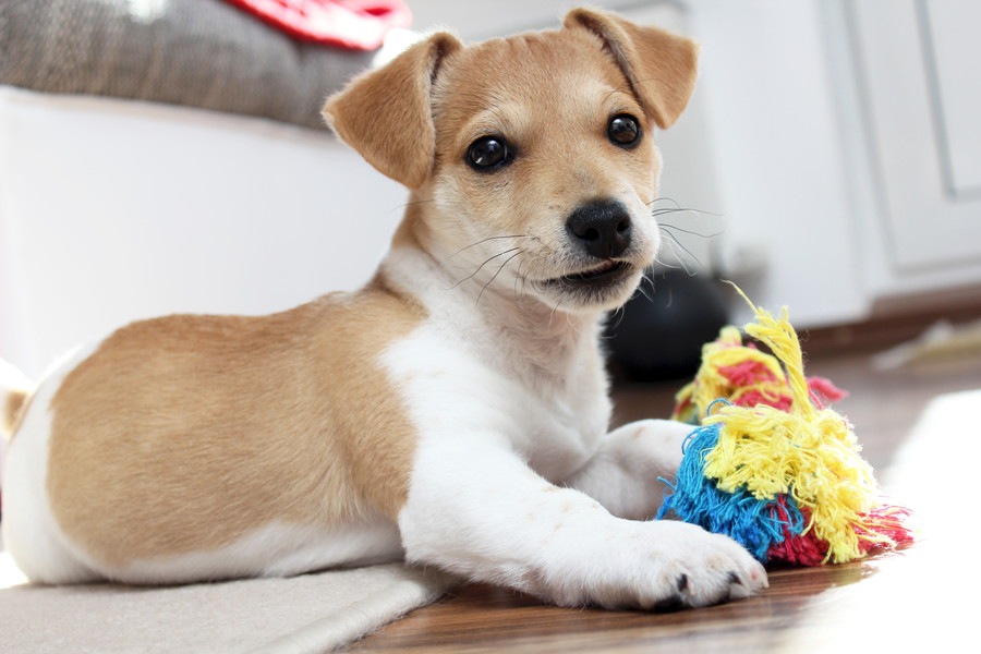 要注意！犬が誤飲しやすいものワースト5とその対処法