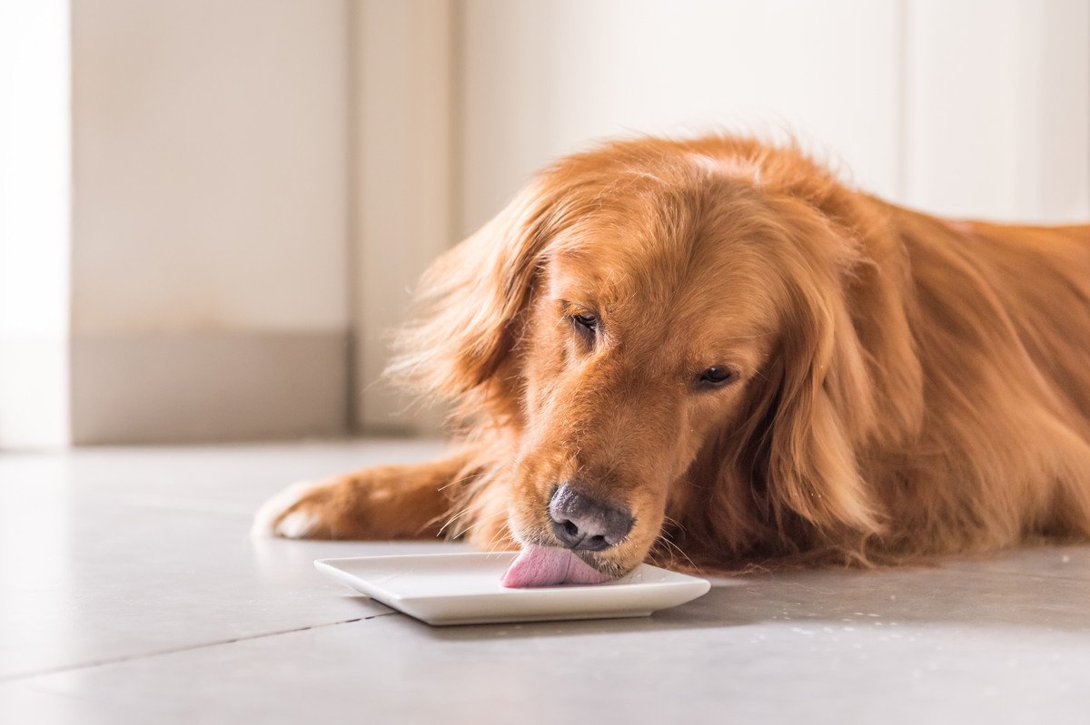 犬に醤油はダメ？考えられるリスクや致死量は？舐めた場合の対処法まで