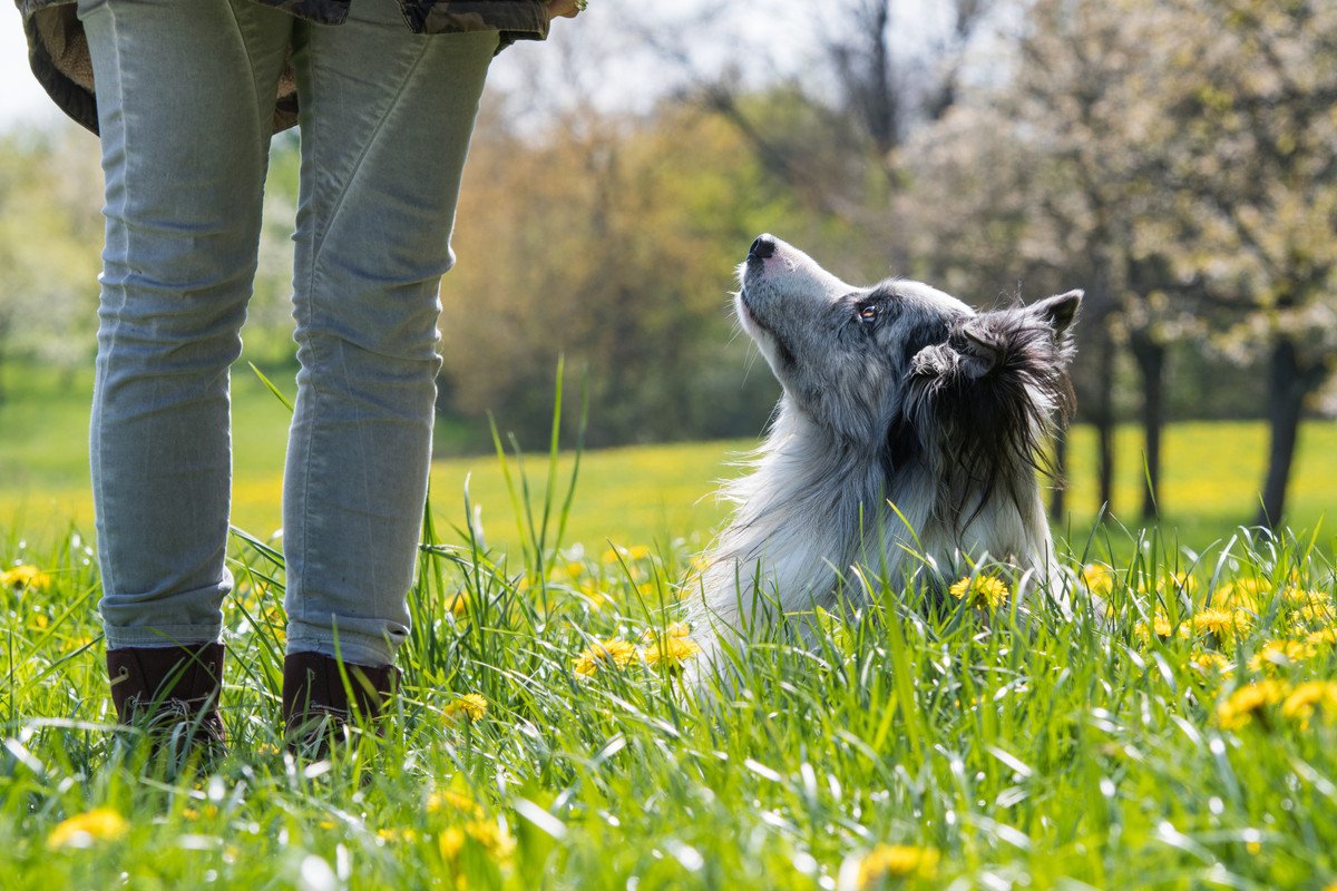 犬にNGな『春の野草』11選！散歩で気をつけなければいけない植物とは