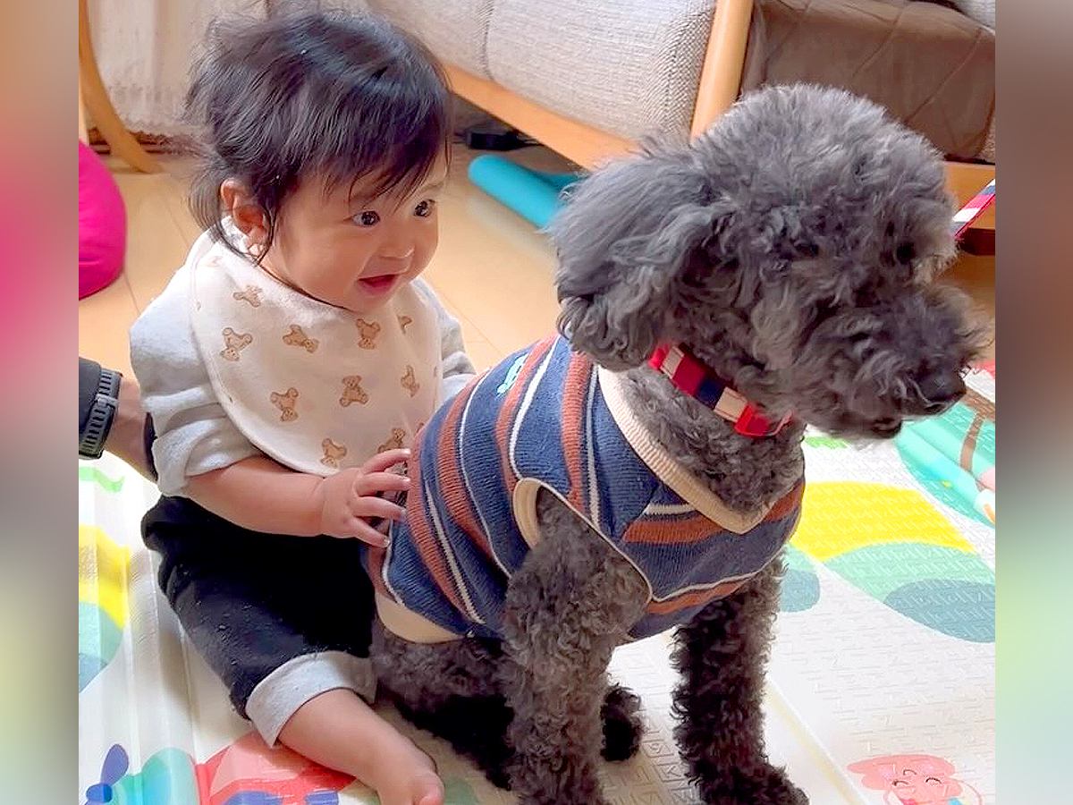 おもちゃの犬をいじめていた赤ちゃん→『本物の犬』に会わせてみた結果…想定外の展開で見せた『ドキドキな光景』が234万再生と悶絶の声