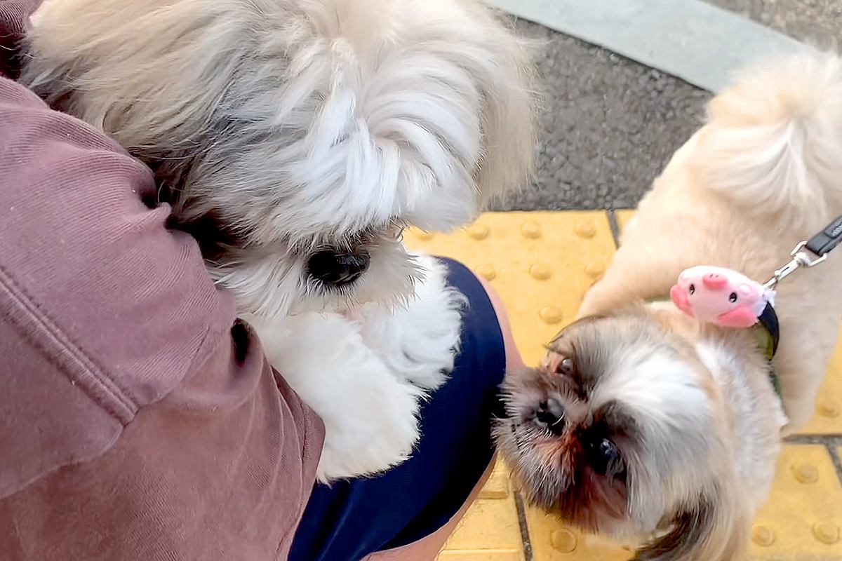 朝、犬見知りのワンコが『8匹の犬に囲まれてしまった』結果→想像以上にビビりまくり…わかりやすい態度に反響「気持ちわかるｗ」「愛おしい」