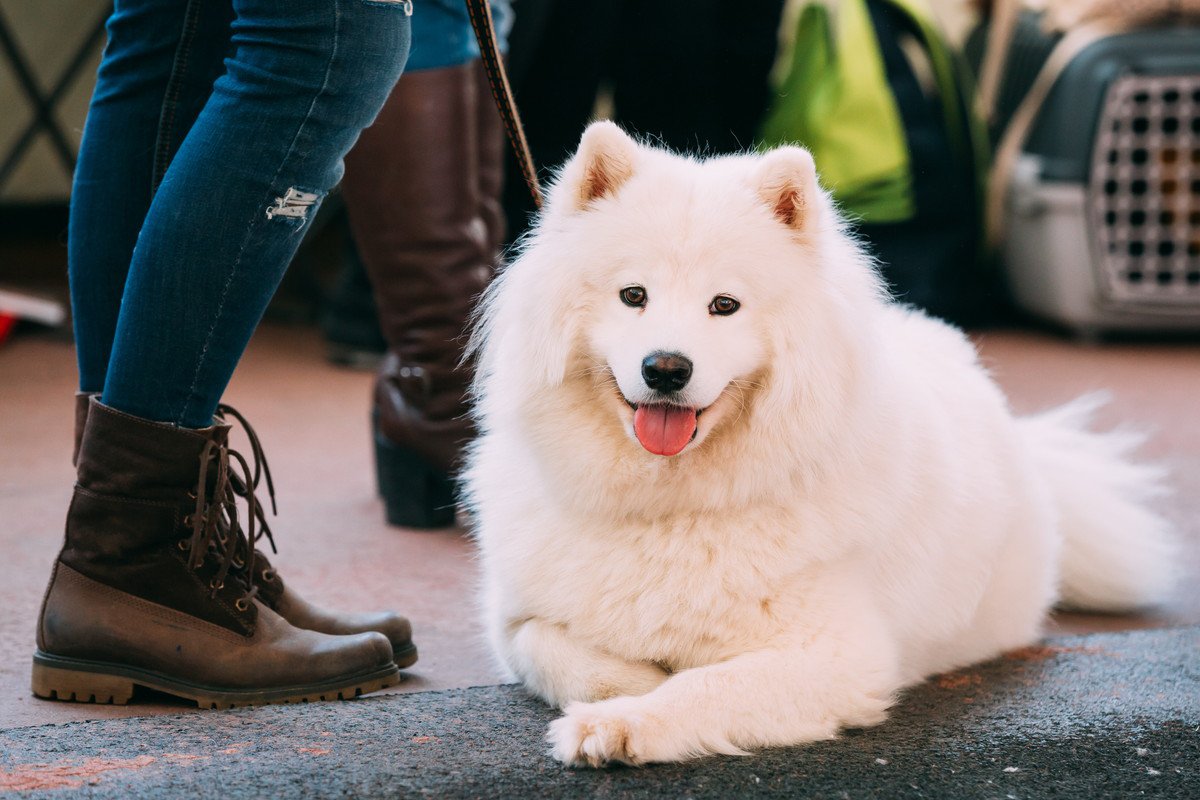 あるある！？大型犬の飼い主が経験しがちな8つのこと