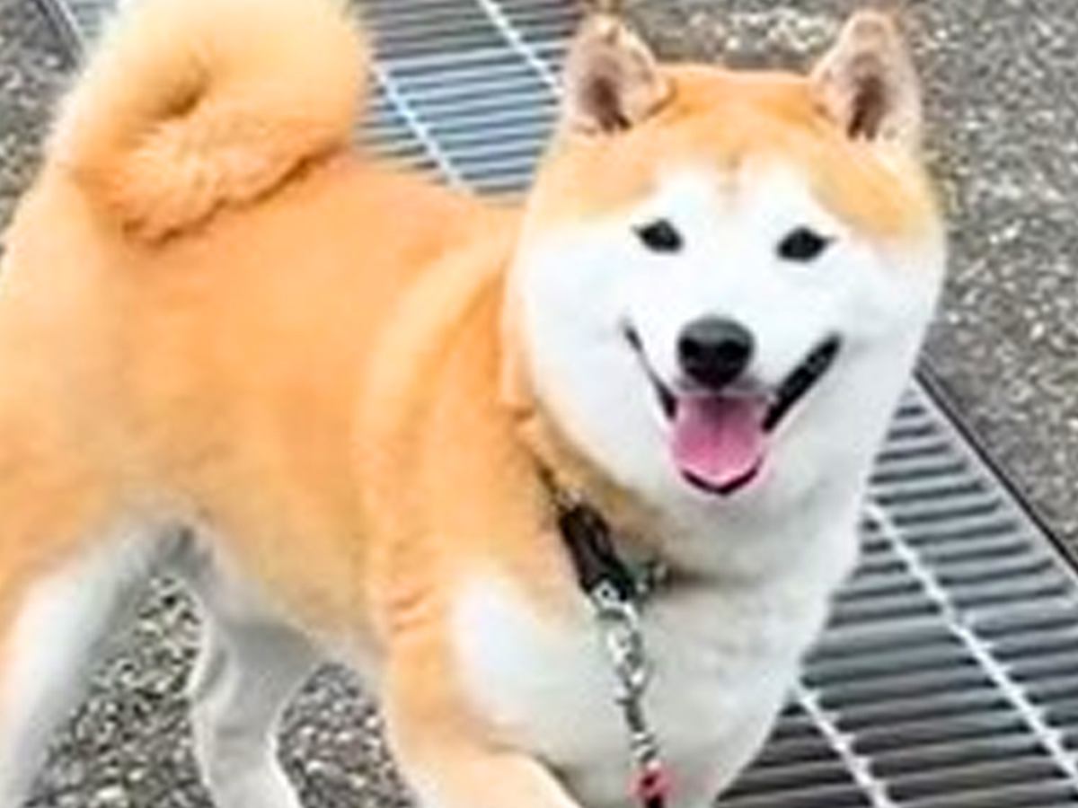 朝の散歩で『帰宅拒否』を繰り返す犬→可愛い顔で…絶望してしまう『2時間後の光景』が44万再生「笑顔がｗｗ」「足かけるよね」共感の声も