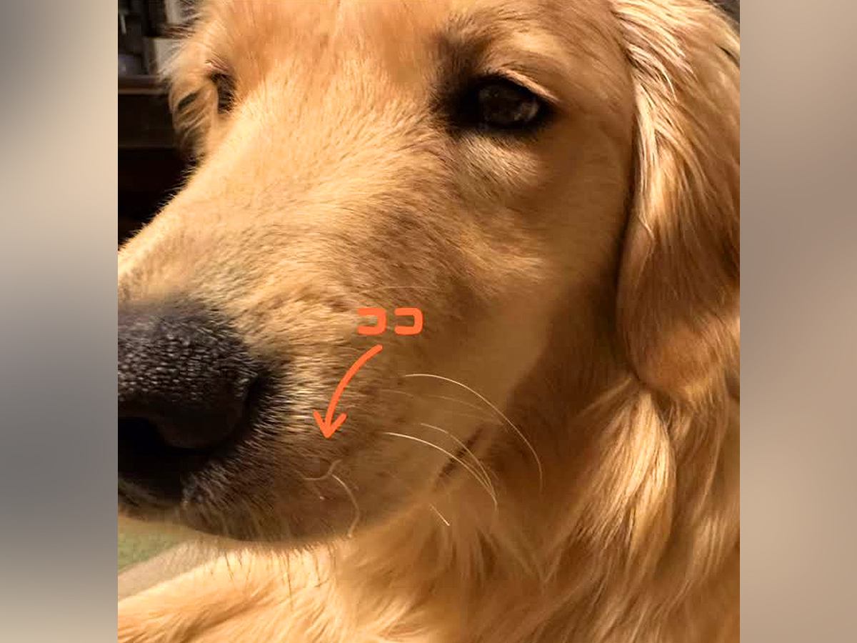 大型犬のヒゲがなぜかチリチリに…1ヶ月後に判明した『まさかの理由』に爆笑「電車で見ちゃダメ」「可愛いけど痛そうｗ」と69万再生