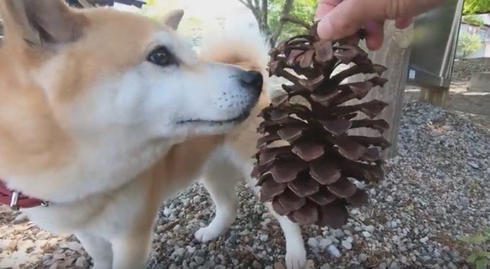 松ぼっくりにそっけない態度を取る柴犬