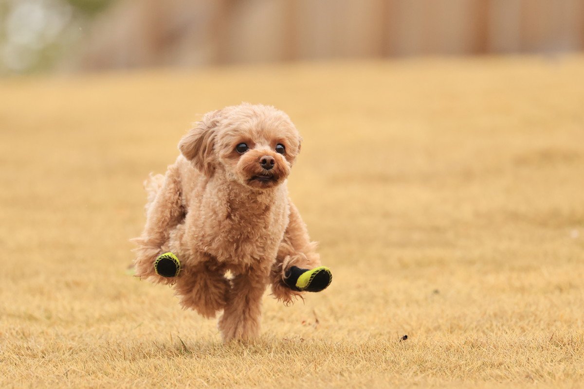 犬ならではの『習性と能力』とは？知っておくことで愛犬の気持ちがわかるかも