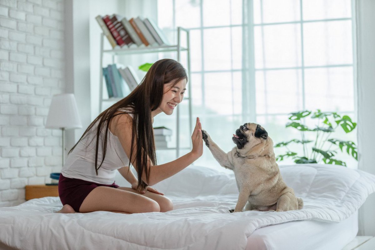 犬は人間の無表情な顔が嫌い？【研究結果】