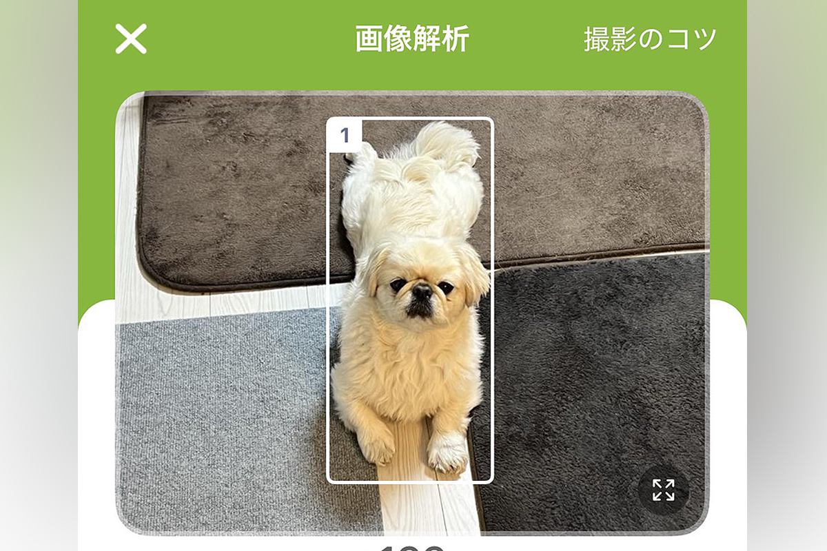 『食事管理アプリ』で犬の写真を撮ったら…思わず納得してしまう『解析結果』が面白いと20万表示「笑った」「他の候補も良いｗｗ」と爆笑の声