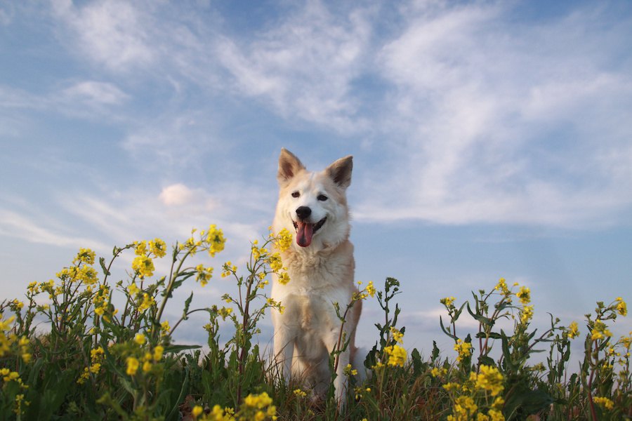 亡くなった愛犬は、いつもあなたのそばで見守ってくれている