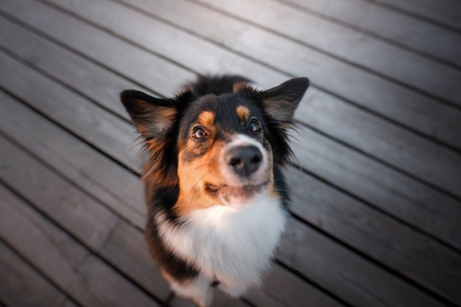 『お利口すぎる犬』が考えている４つの本音