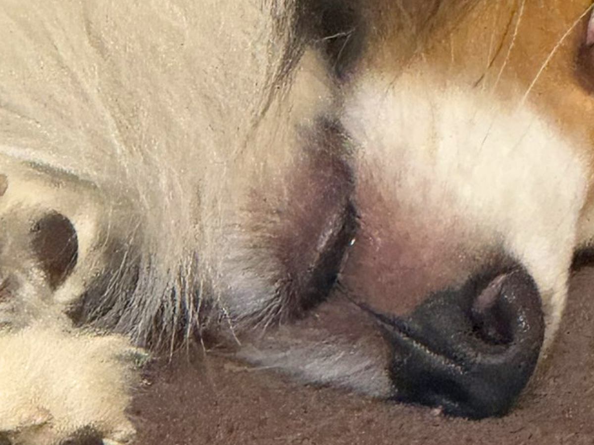 『飼い主を監視したい気持ち』と『睡魔』の狭間で葛藤する犬→顔を見ると…『衝撃の表情』に2万いいね「白目ｗｗ」「見張っ…てる？」と爆笑の声