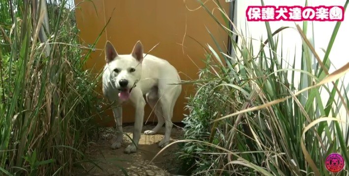 唸る＆咬むで殺処分確定していた野良犬の「現在の様子」がすごい！