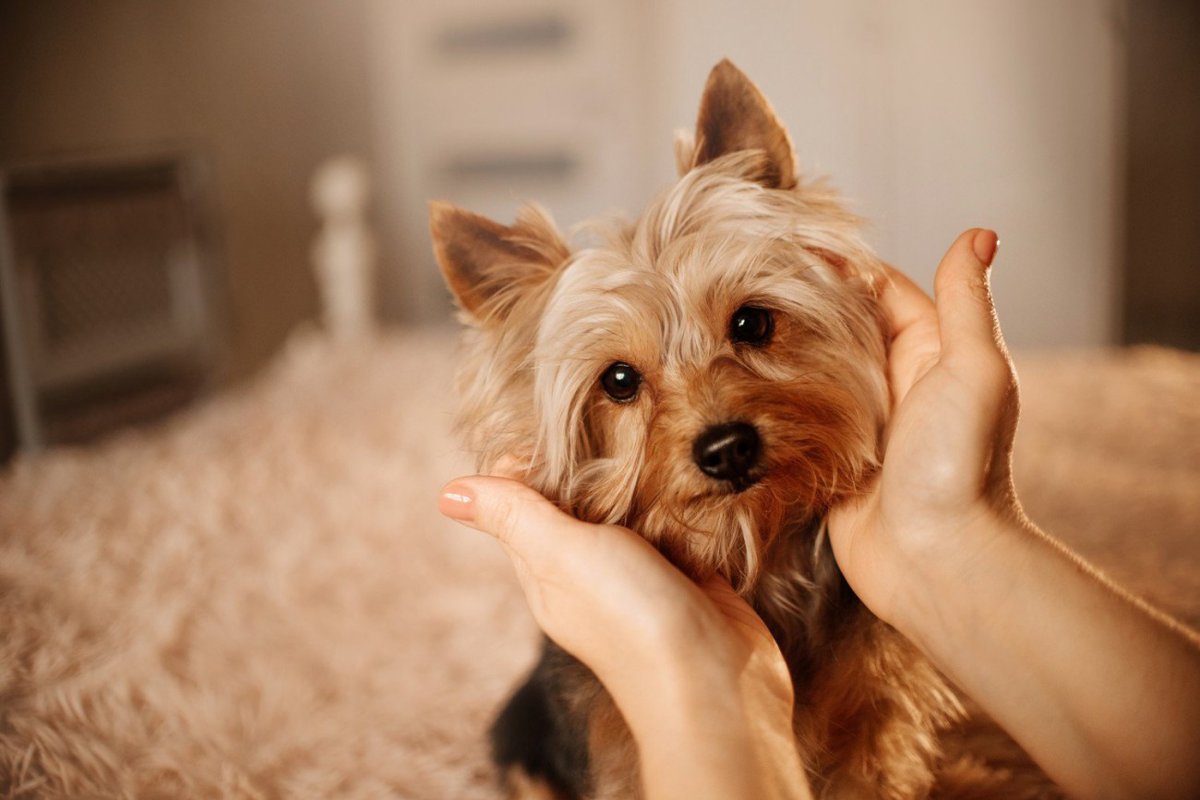 ヨークシャーテリアの体重はどれくらい？子犬から成犬までの平均と理想的な管理方法