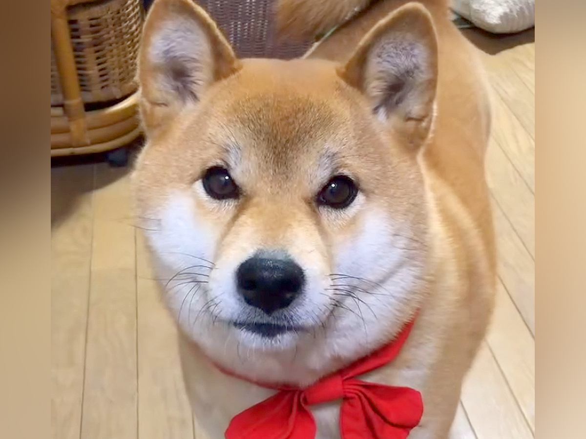 寝る時間になったので『もうねんねだよ』と犬に伝えた結果…人の子のような『愛に溢れている光景』が87万再生「賢すぎ」「会話が成立してる」