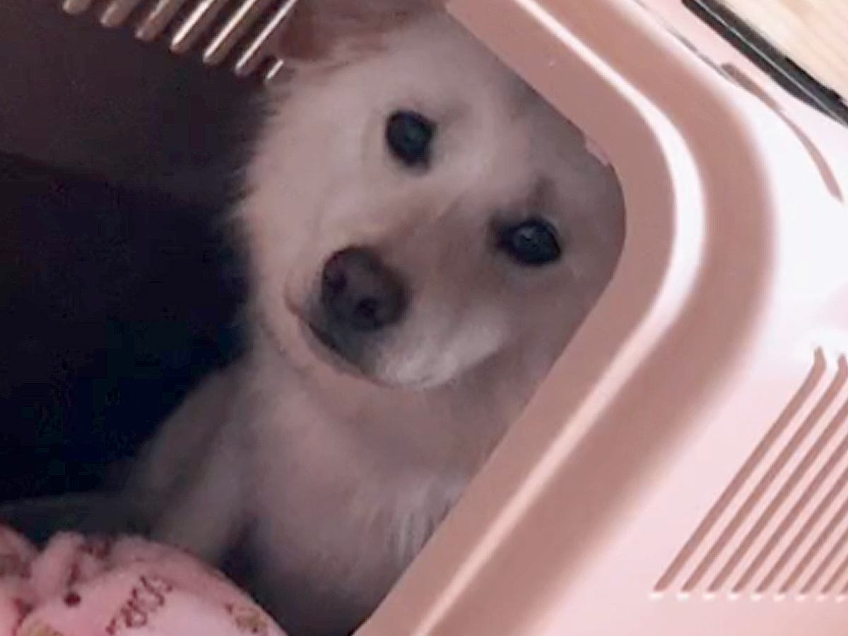 施設から保護犬を引き取って1日後、怯えた表情を浮かべていて…2か月後の『嘘のように変化した光景』が28万再生「幸せなセカンドライフを」