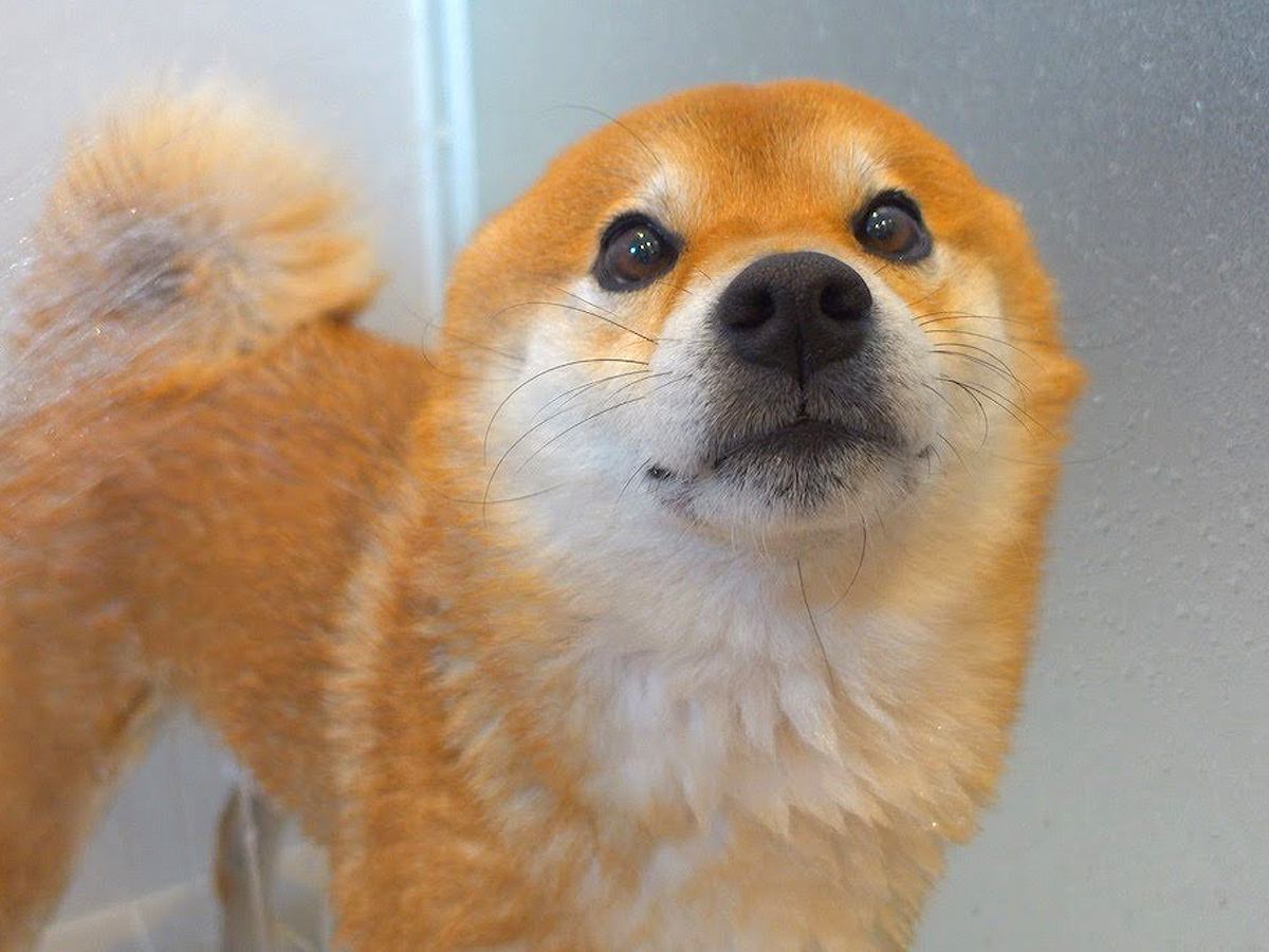 お風呂が苦手な犬にシャワーをあてた結果→文句が止まらず…まさかの『犬語での抗議』が可愛すぎると165万再生「アザラシみたいｗ」と反響