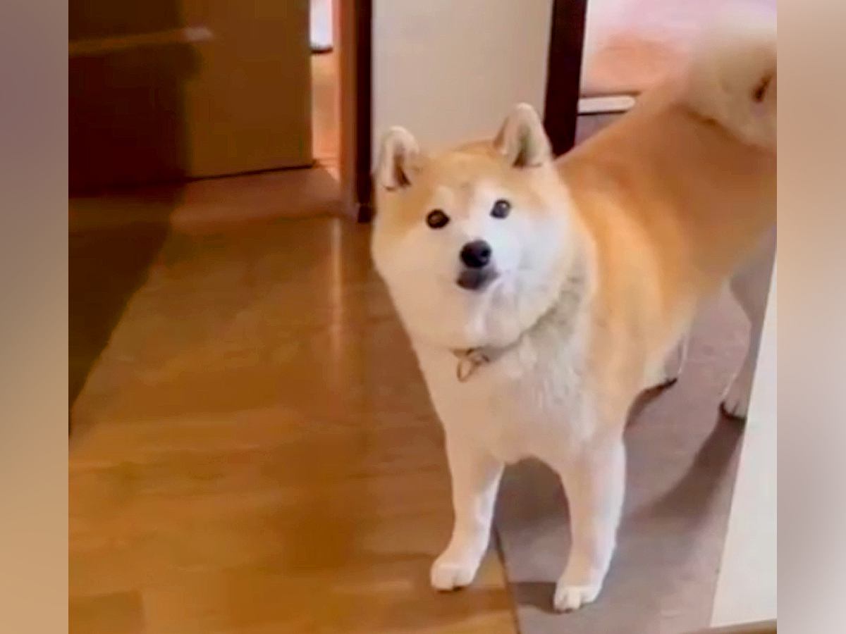 『まだ帰ってきていない』と思っていたお姉ちゃんが家にいたら、犬が…想定外の展開で見せた『尊い反応』が34万再生「表情最高」「可愛すぎる」