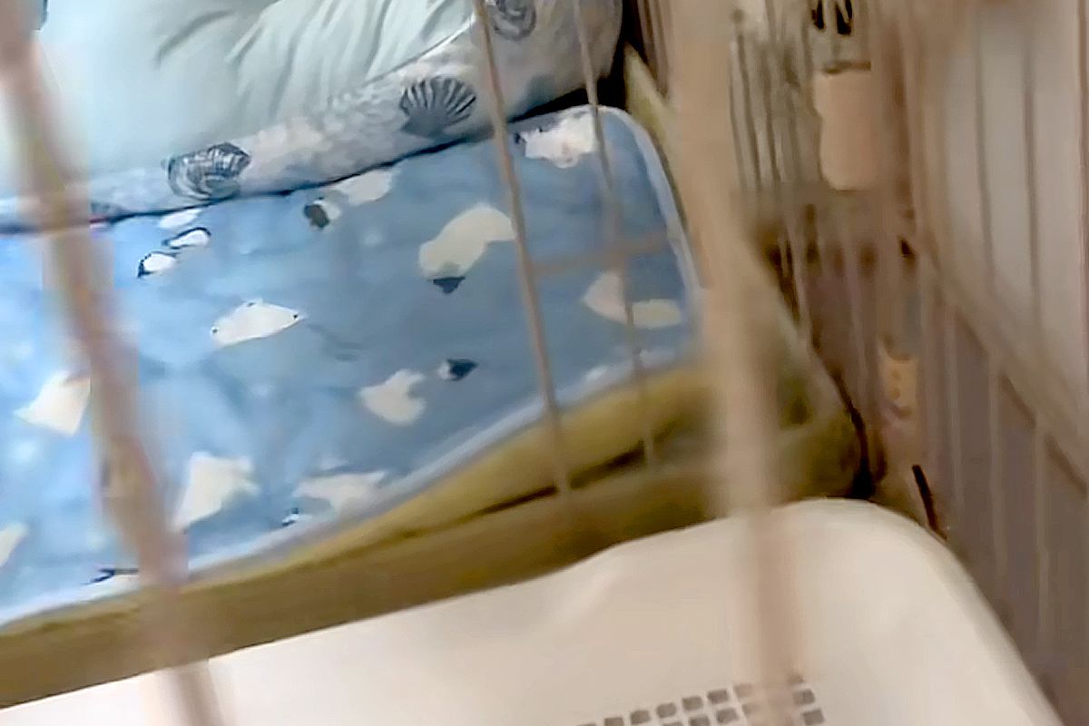 夜、犬から目を離して1分後→『変な声』が聞こえたので見に行くと…思わず笑う『まさかの光景と表情』が19万再生「悲壮感w」「めちゃ可愛い」
