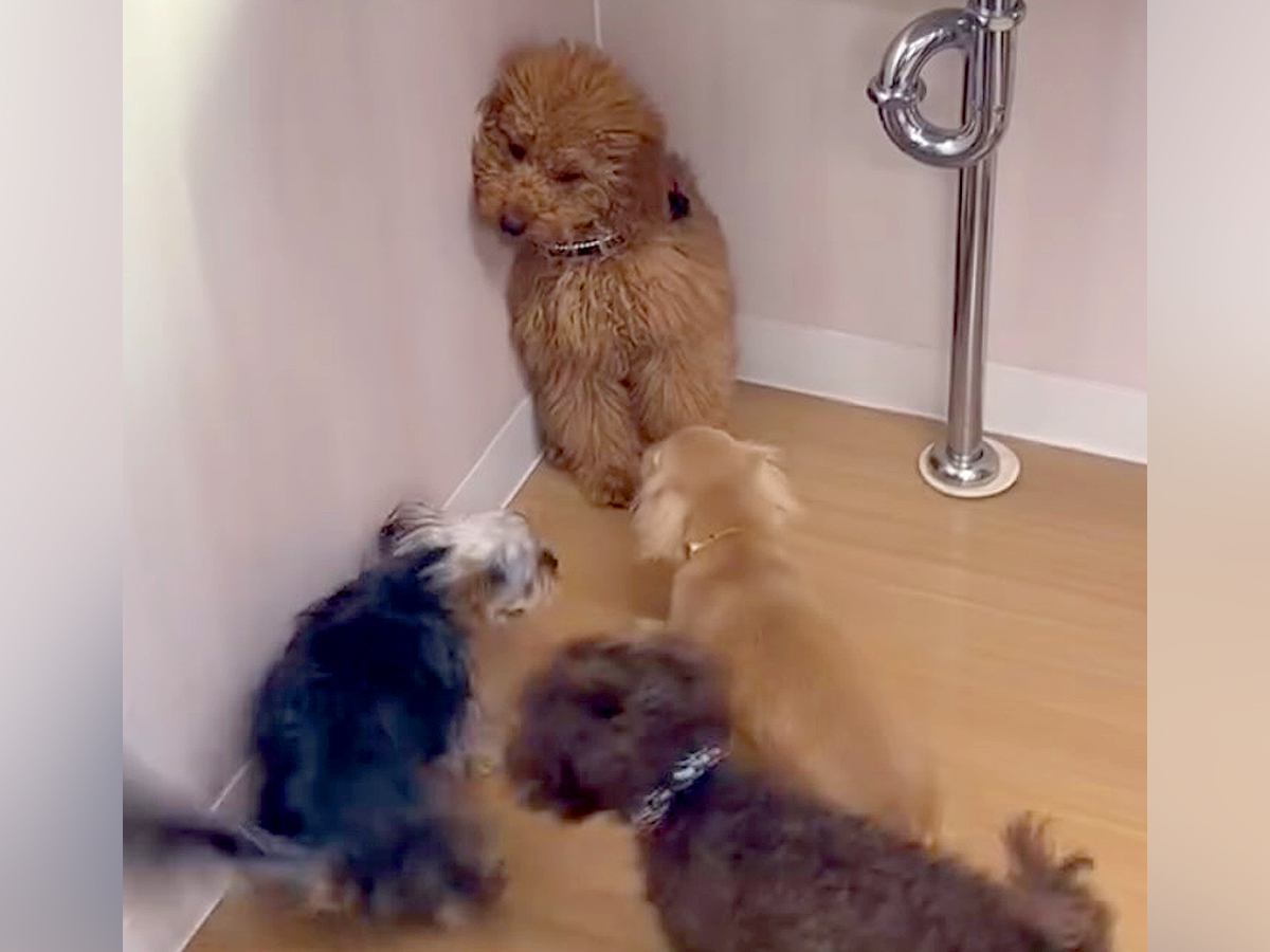 他の犬に馴染めず、友達ができなかった子犬→トレーニングをした結果…嘘のような『現在の光景』が77万再生「愛おしくて泣ける」「素晴らしい」