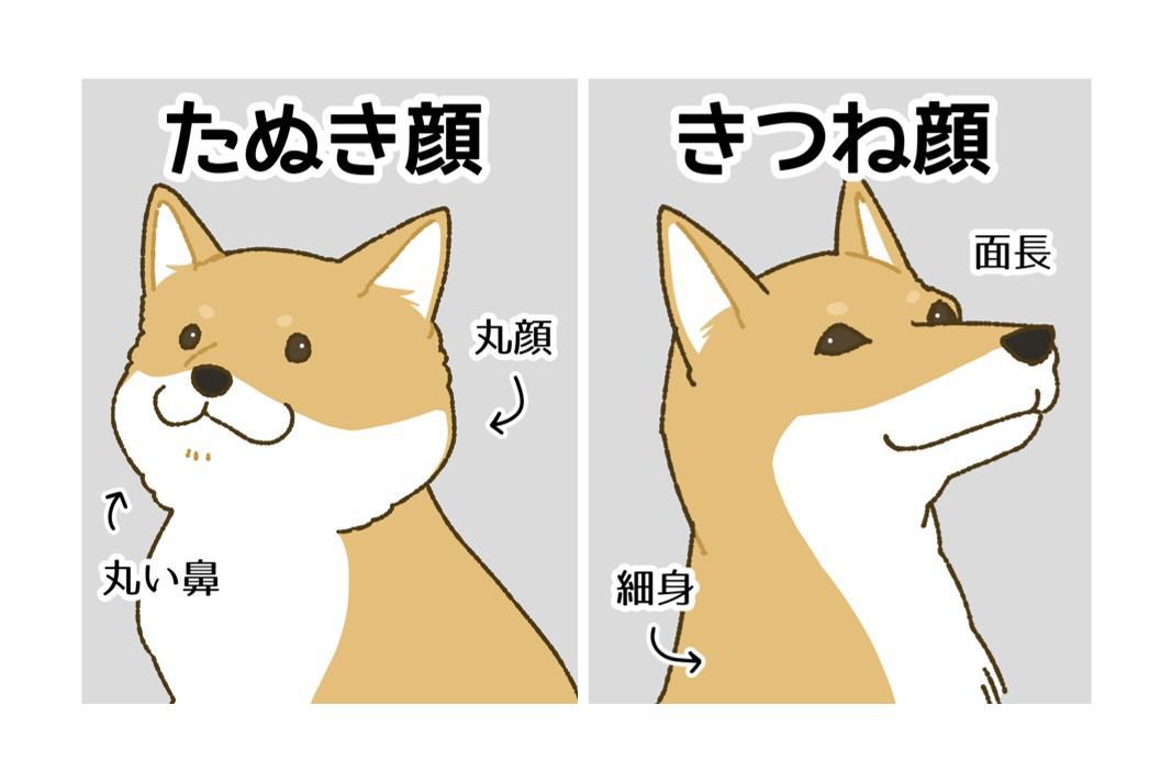 柴犬のタヌキ顔とキツネ顔の違いは？特徴や見分け方から、性格の違いまで徹底解説！