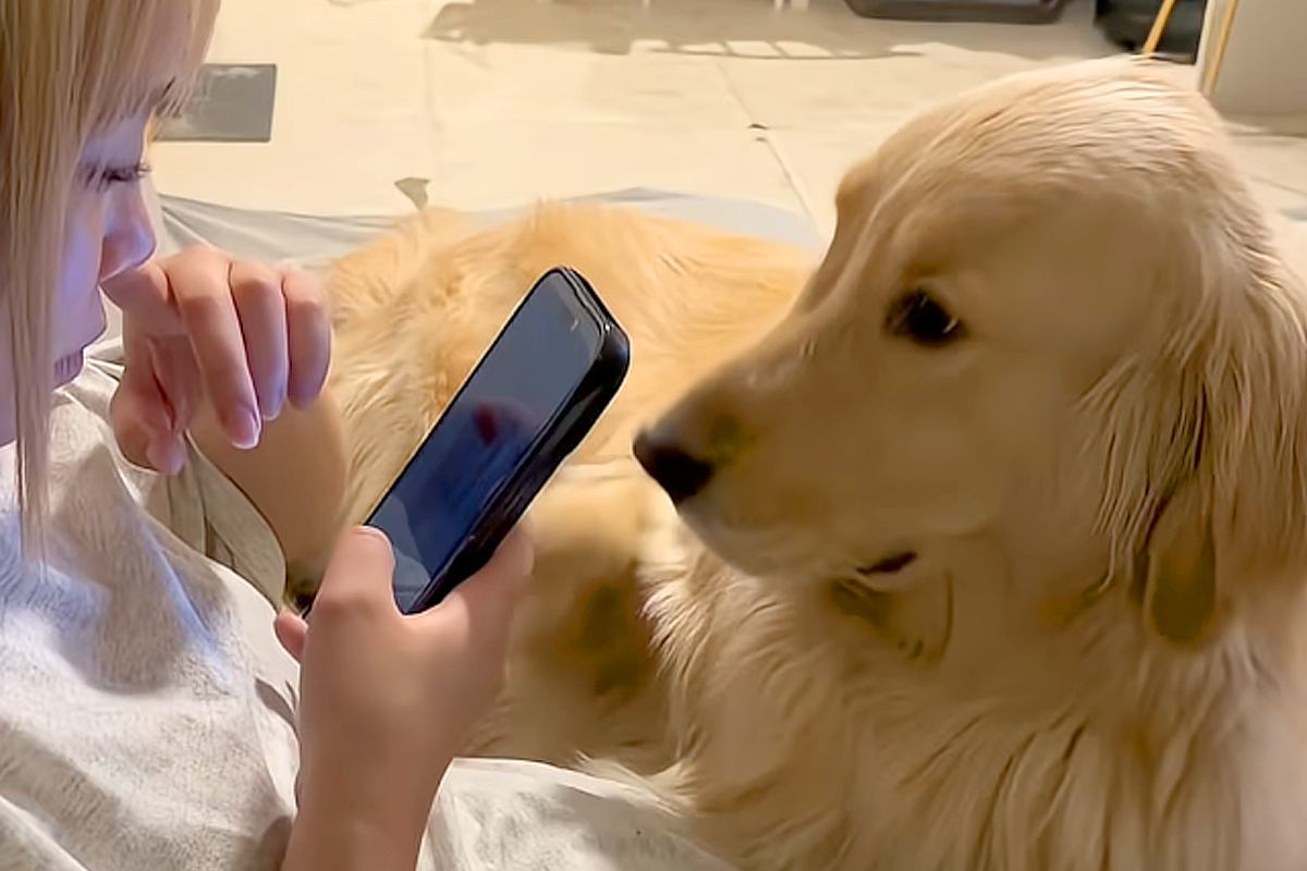 『体重37キロの大型犬』と暮らす女性→スマホをいじっていたら『全体重』をかけてきて…自分の大きさを把握できていない光景に29万再生の反響