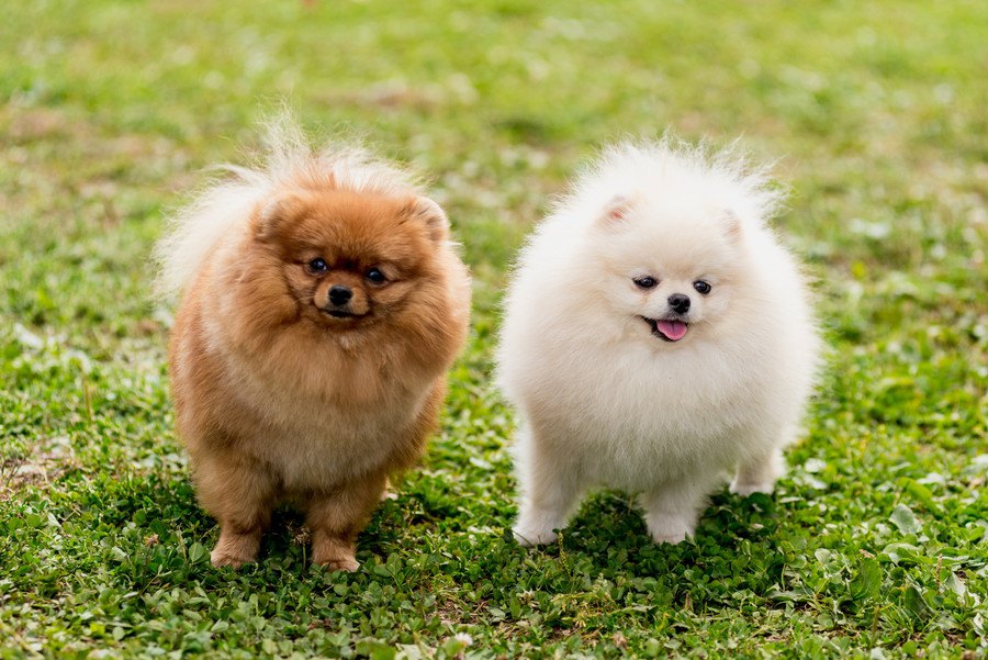 犬を幸せにするためにするべきこと３選