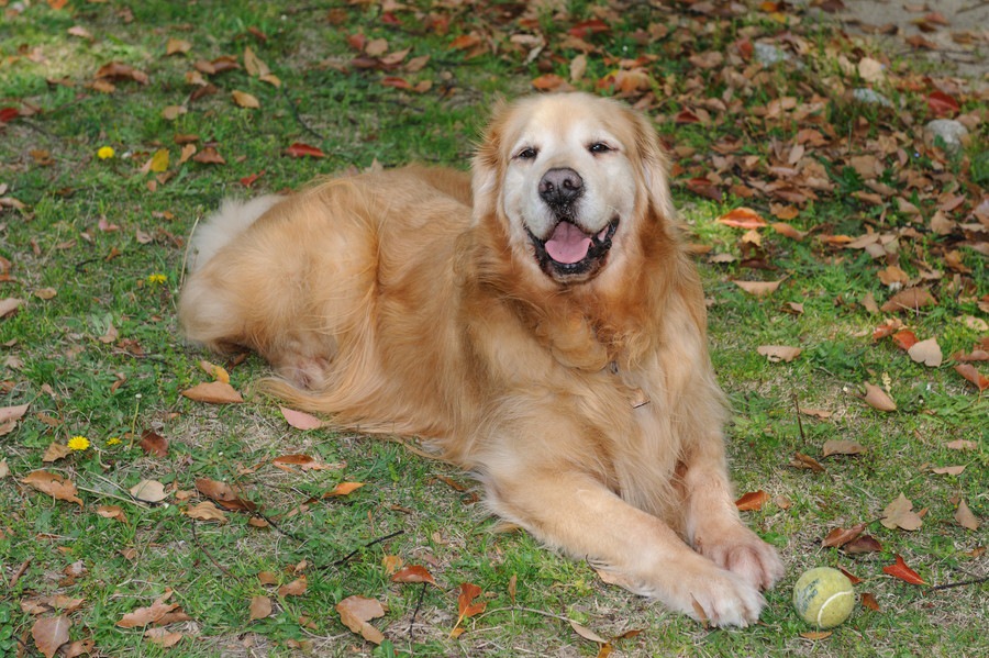 犬に「伏せ」をしつけた方がいい理由