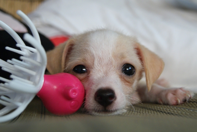 犬のおもちゃのお片付けは遊びながらしつけよう！