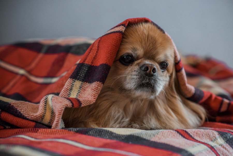 犬にとっての『悪い飼い主』の特徴４選！その行動、実は悪影響になってるかも？