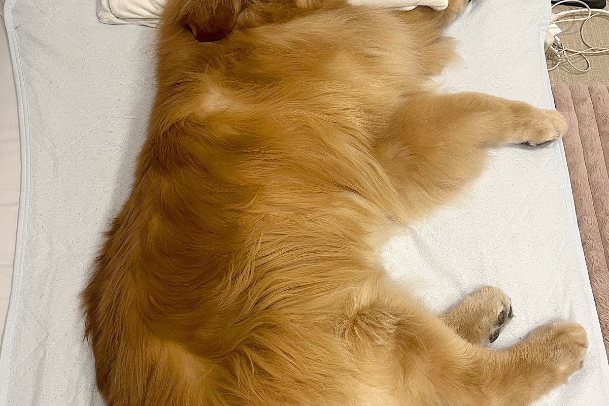 夫のために布団を敷いた結果→なぜか『大型犬』が枕まで使って…まるで『人間のような光景』に反響「中に人入ってるでしょｗ」「パーフェクト」