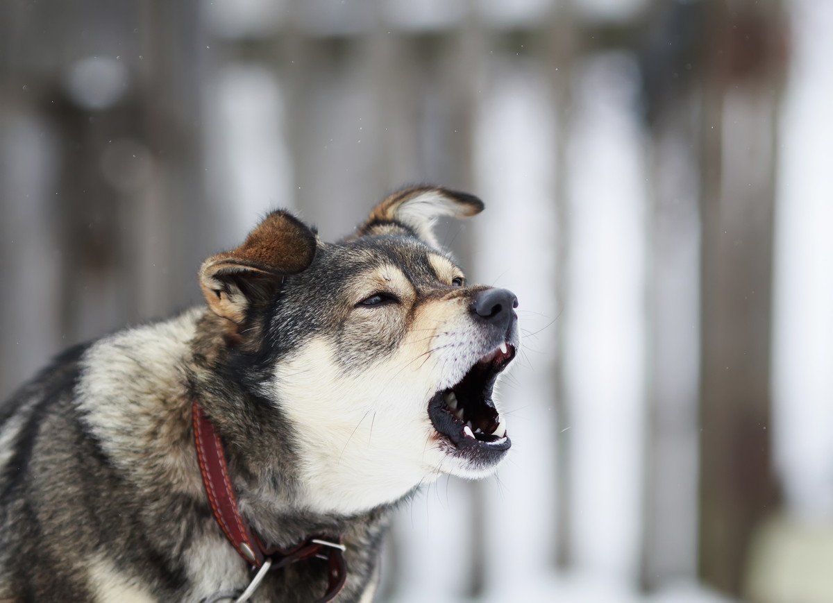 犬が異常に吠えている時に考えられる『4つの病気』