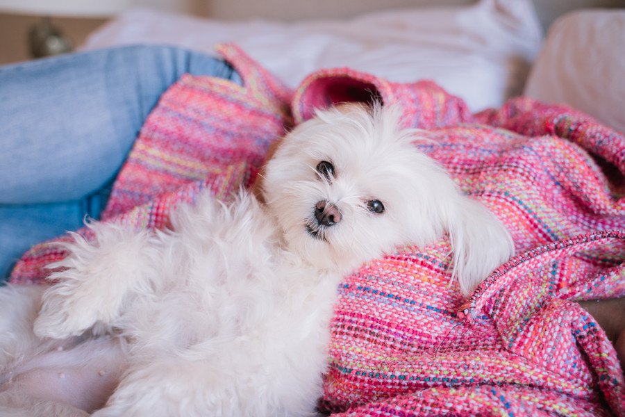 洋服を着せるべき犬種５選