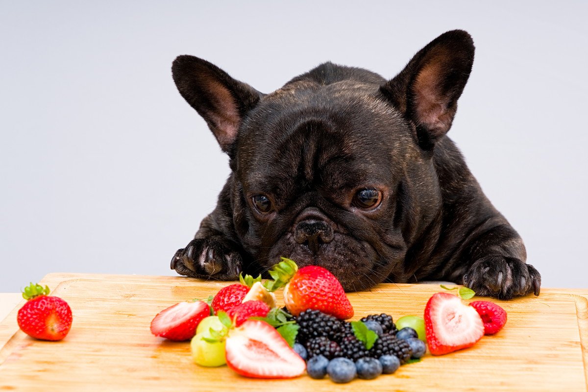 愛犬の食物繊維が不足している時のサイン4つ！摂取しないとどうなる？どう食事を改善すればいいの？