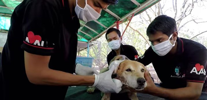 耳に大きな傷がある犬をレスキュー！痛みがありながらも微笑む老犬