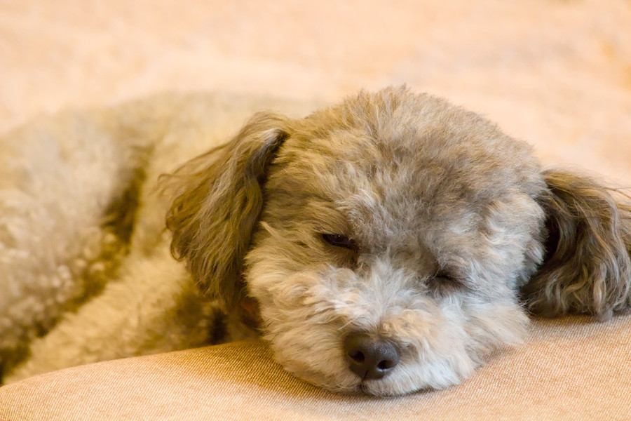 犬が『添い寝』してくる心理4選　愛犬と一緒に寝ても大丈夫？お互いに安眠するための工夫まで