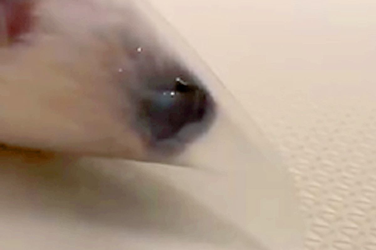 『クリアファイル』で遊ぶ犬→何気なく撮影していたら、中に顔を入れて…想定外だった『まさかの変顔』が17万再生「生クリームしぼるやつで草」