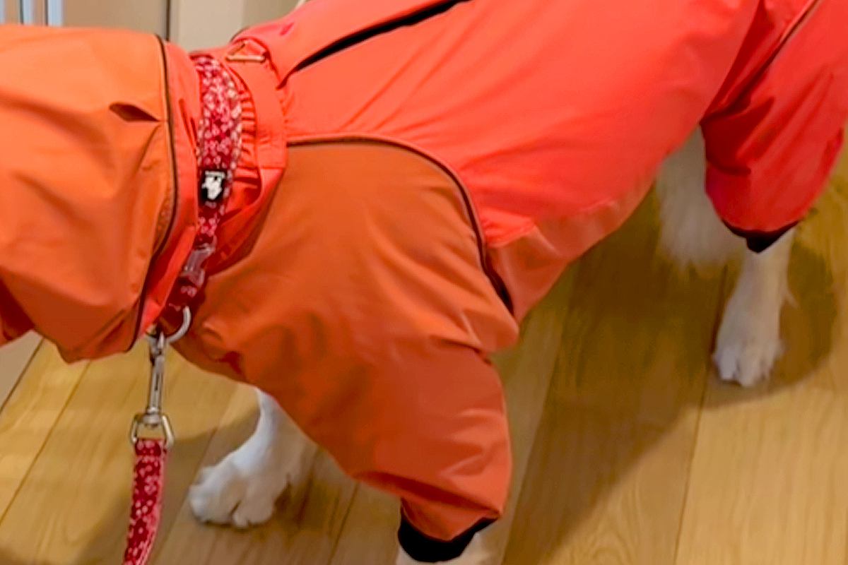 どうしても『雨の日の散歩』に行きたくない大型犬→わかりやすすぎる『まさかの抗議方法』が50万再生「表情最高ｗｗ」「声出して笑った」