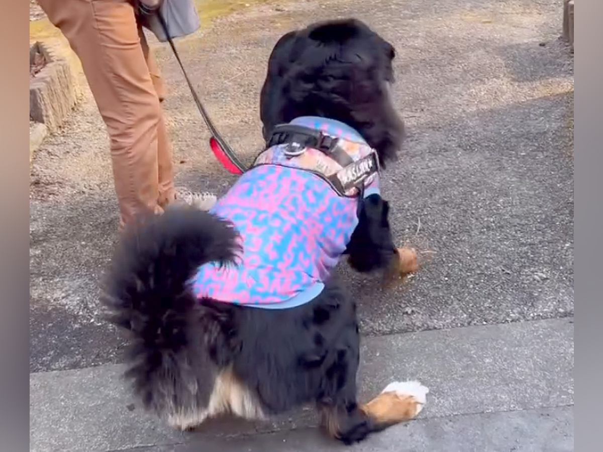 散歩中に『怪しいヤツ』を発見して吠える大型犬→異常に怖がるなと思ったら…『まさかの正体』に大爆笑「自分の方が大きいのにｗ」と30万再生