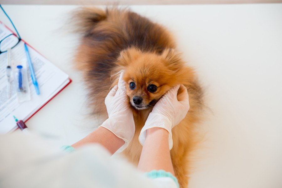 愛犬にピッタリの動物病院の見つけ方！獣医さんとの相性を見極めるには？