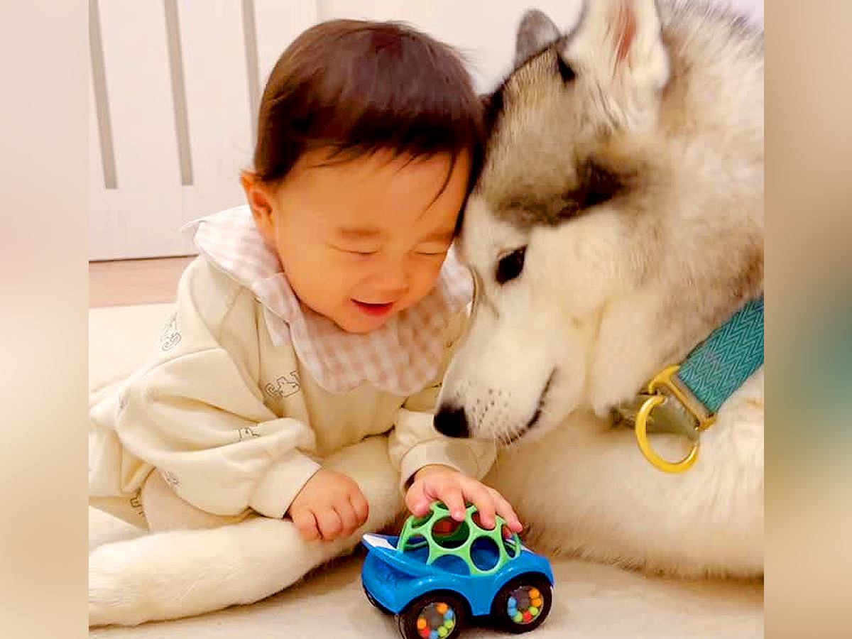 赤ちゃんが日々わんぱくに成長した結果…大型犬が見せた『優しすぎる対応』が8万再生「本当は人間なんじゃないか？」「尊すぎる」と感動の声