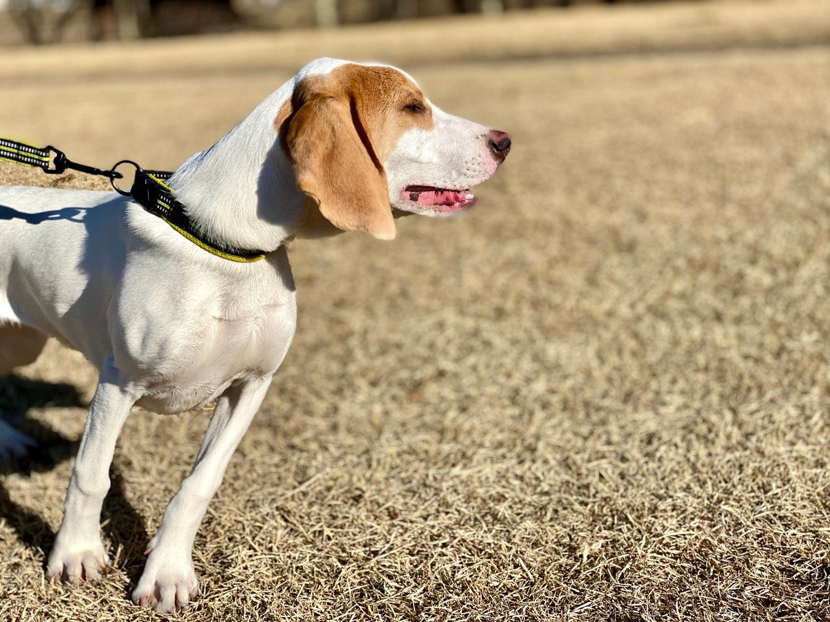 散歩のときに愛犬が他の犬に吠えるのはどうして？吠えないようにしつけた方がいいの？