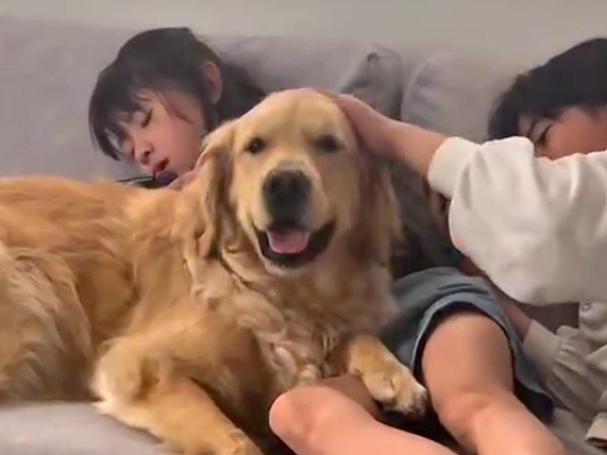 2人の女の子が『幼少期から大型犬と暮らした』結果…涙が出るほど素敵な『本当の姉弟のような光景』が34万再生「素晴らしい」「いい関係性」