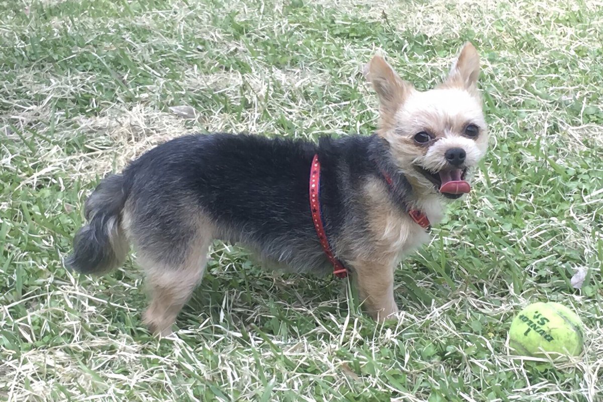 【獣医師監修】ヨーチワ / ヨーチー(ヨークシャーテリア × チワワ)ってどんなミックス犬？特徴や性格から飼い方・価格相場まで解説