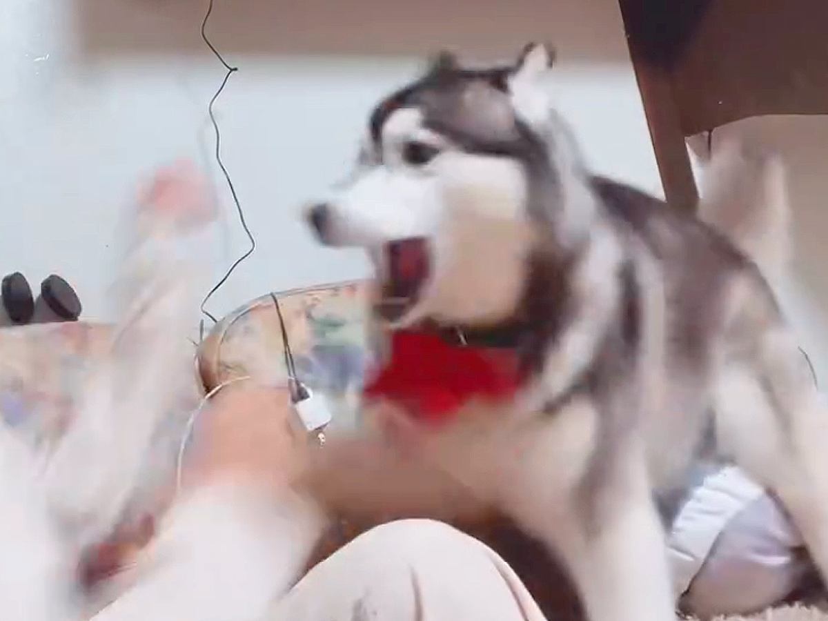 大型犬と飼い主が喧嘩中…ふいに『オテ』と言ってみた結果→絶対に許してしまう『まさかの反応』が27万再生「惜しいｗ」「もはや条件反射」