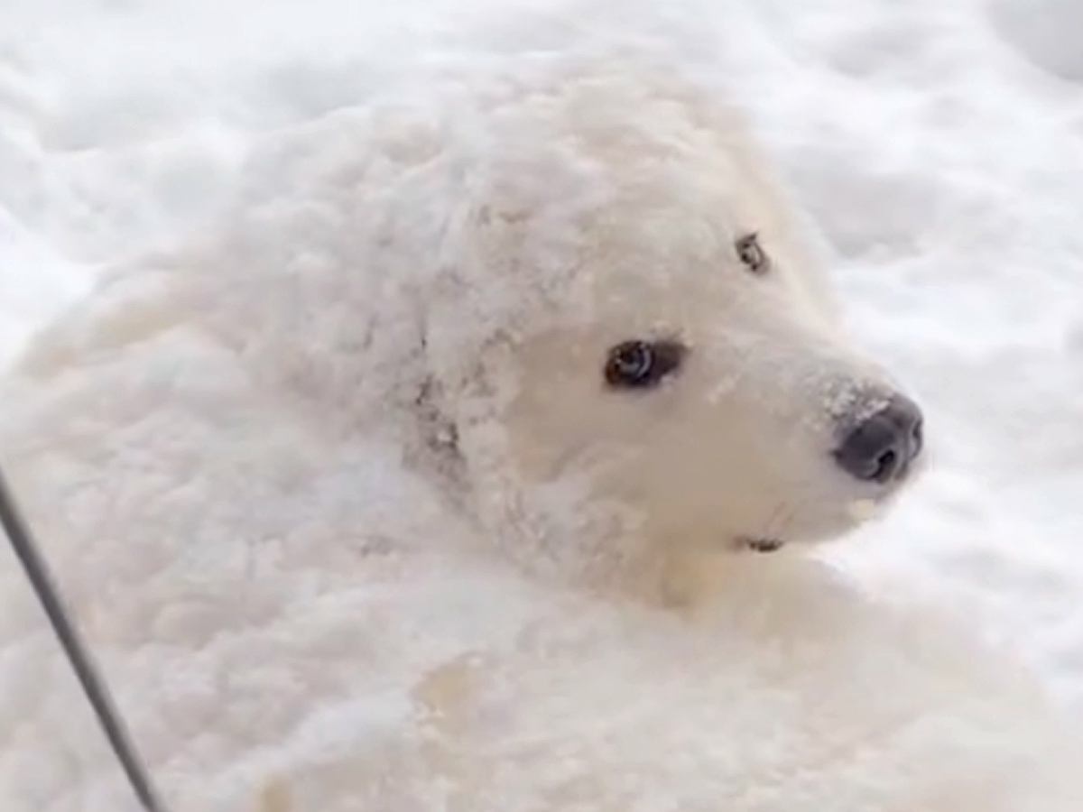 『いぬ…じゃない！？』庭に雪が積もったので、超大型犬が外に出た結果…まさかの『羊のようになる光景』が26万再生「同化してて草」と絶賛