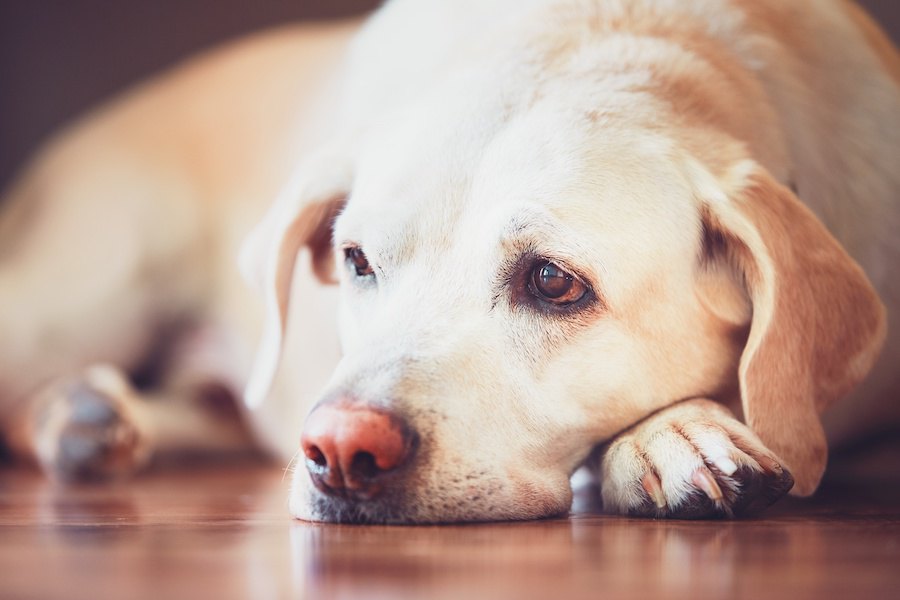 犬があなたに『やきもち』をしている時の行動５つ