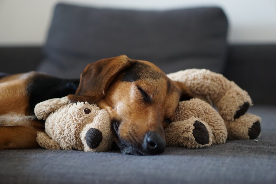 犬がぬいぐるみを可愛がる心理３つ